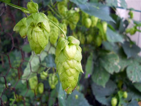 What Are Hops? A Beginner's Guide to Hops in Beer