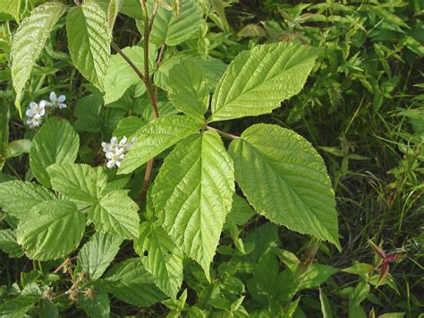 Rubus allegheniensis (common blackberry): Go Botany