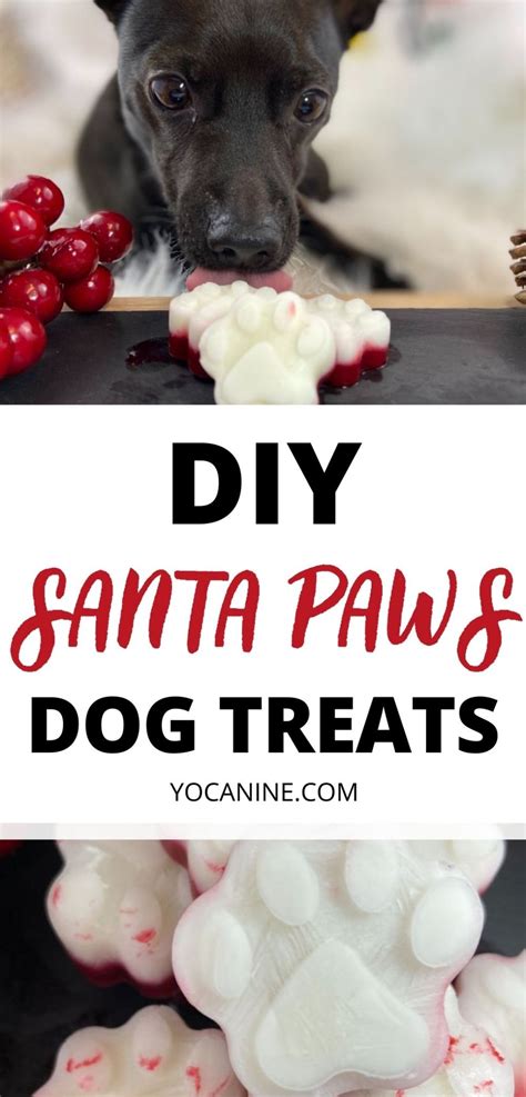 Santa Paws: DIY Homemade Christmas Dog Treats