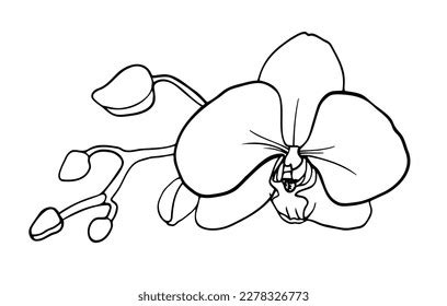 Outline Vector Clipart Orchid Flower Stock Vector (Royalty Free ...