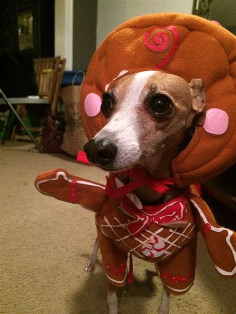 17 Best images about Italian greyhound costume on Pinterest | Reindeer ...