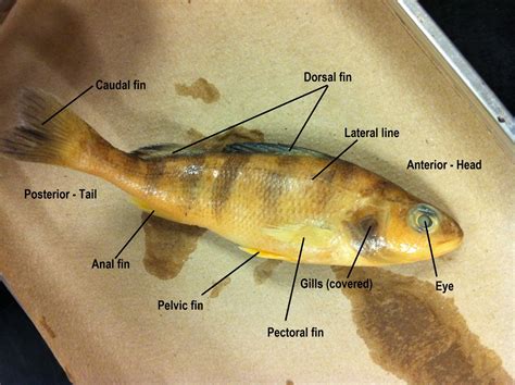 Perch Dissection - Biology 11 Honours - Animalia Labs