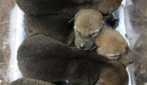 White Wolf : Rare Endangered American Red Wolf Pups Born On Friday Bear ...