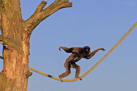 Royalty-Free photo: Black monkey walking on yellow rope during daytime ...