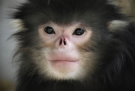 A New National Park for the Myanmar Snub-nosed Monkey – Rainforest Trust