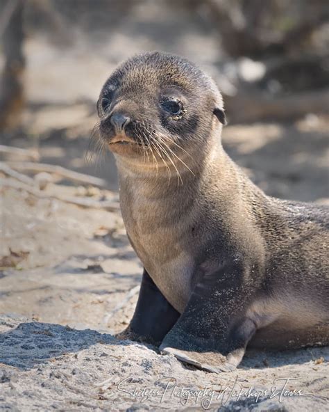 Adorable Galapagos Sea Lion Baby - Shetzers Photography