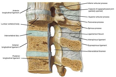 Notes on Anatomy and Physiology: The Spinal Ligaments - Holding All The ...