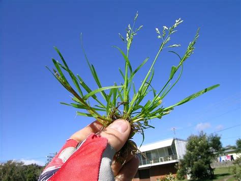 How To Get Rid Of Winter Rye Grass - AGreenHand