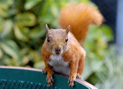 red squirrel Free Photo Download | FreeImages