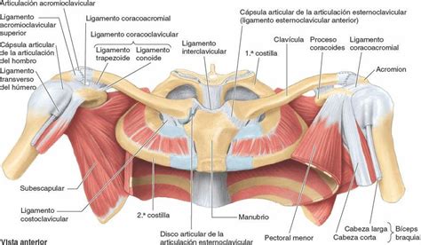 10. Articulaciones del Miembro Superior | Enfermería