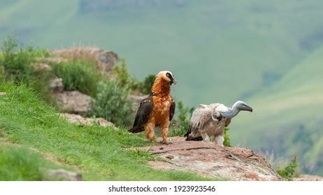 1,536 Cape vulture Images, Stock Photos & Vectors | Shutterstock