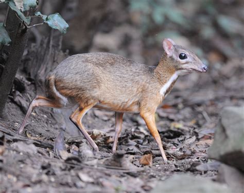 greater mouse-deer, greater Malay chevrotain or napu (Tragulus napu ...