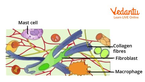 Areolar Tissue- Overview, Characteristics, Function and Types