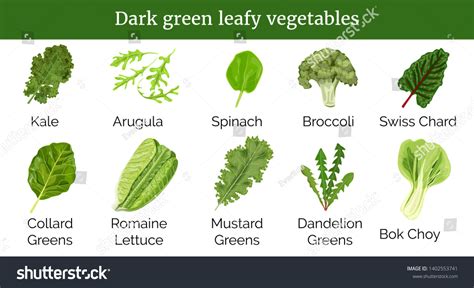 Dark Green Leafy Vegetables Herbs Spinach Stock Vector (Royalty Free ...