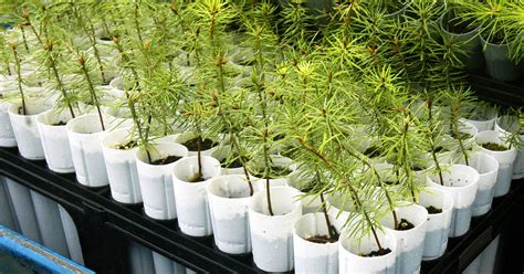 Free tree seedlings available to Central Jersey residents