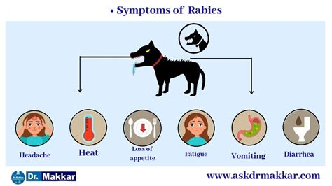 Homeopathy Treatment for Rabies. Homeopathic medicine approach Cause ...