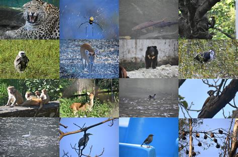 Review meetings held at Renuka Wetland and Pong Dam Lake to develop an ...