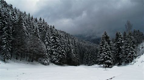 Dark Snowy Forest Wallpaper Images & Pictures - Becuo