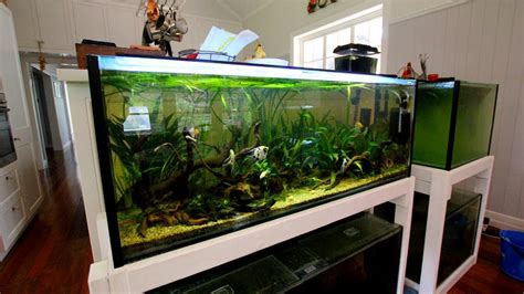 Reef Aquarium Maintenance Tips – HousePetsCare.com