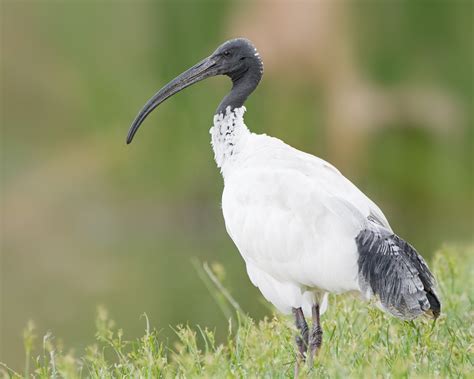 Explorando Egipto: Las aves en el antiguo Egipto