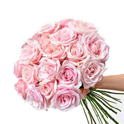 Pink Roses | Order Roses Online | Free Next Day Delivery – LÖV Flowers