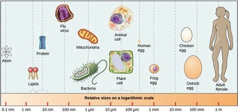 Multicellularity, Development, and Reproduction | Organismal Biology