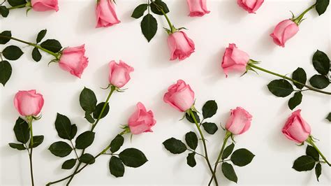 Pink Roses With White Background HD Pink Wallpapers | HD Wallpapers ...