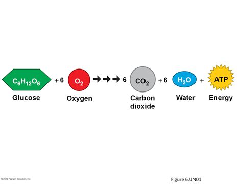 Cellular Respiration Formula Equation