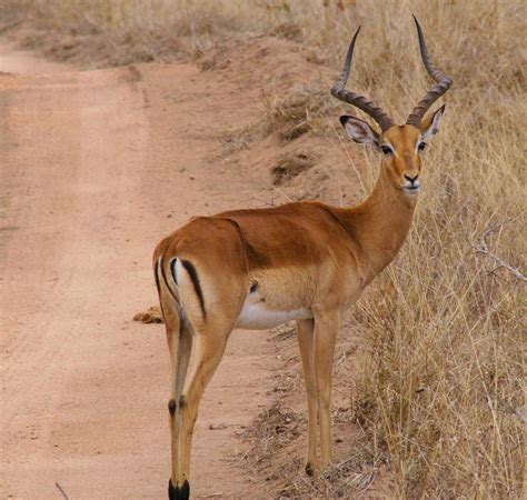 The Impala | Cute Animal All Facts & New Photographs | The Wildlife