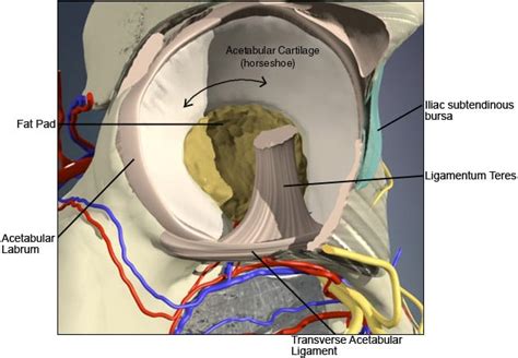 Labral Tear of the Hip - Robert Howells