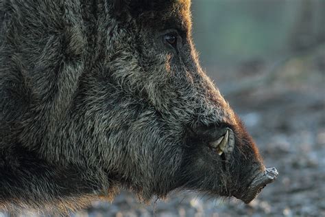 Wild Boars – European Wild Boar Hunt