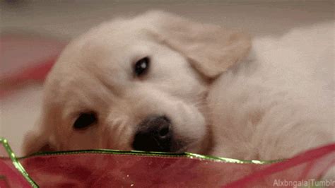 Golden Retriever Christmas Animals GIF - Find & Share on GIPHY