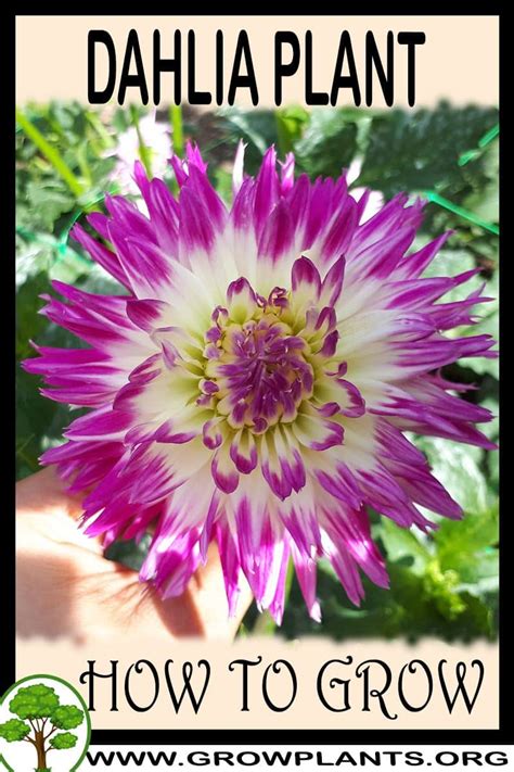 Dahlia plant - How to grow & care