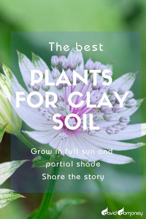 Gardening the best plants for clay soil grow in full sun and partial ...