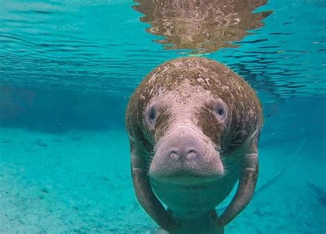 The Gentle Giant, Manatees of Crystal River, FL | Curious Craig