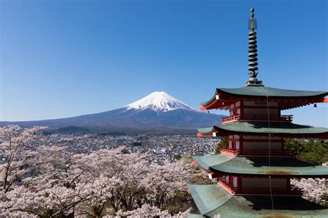 Mount Fuji Cherry Blossom