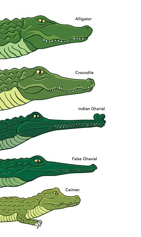 Alligator Crocodile Indian Gharial False Ghavial Caiman SS - iFunny