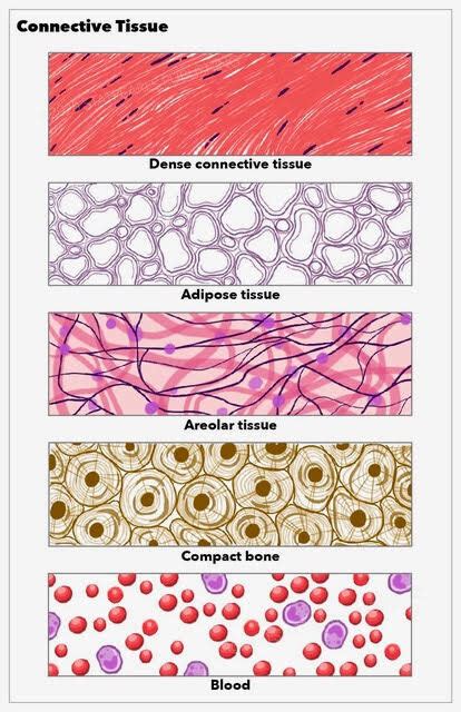 [Figure, Connective tissue, dense, adipose, areolar, compact bone ...