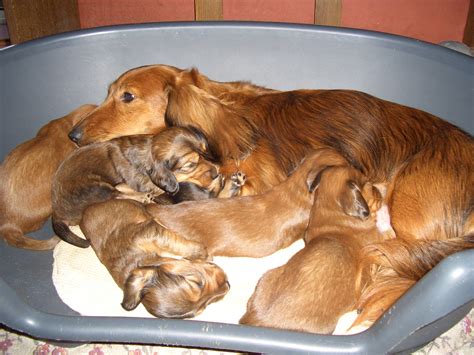 File:Dachshund puppies.jpg