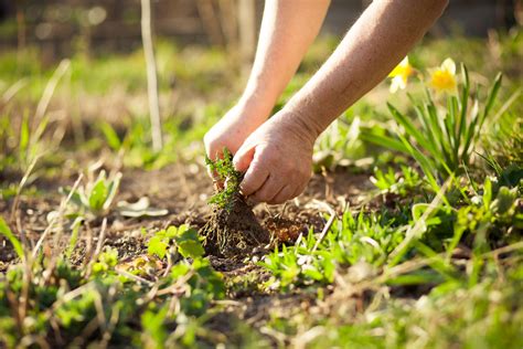 Organic Weed Control - Best Organic Methods - Kelly Tillage USA