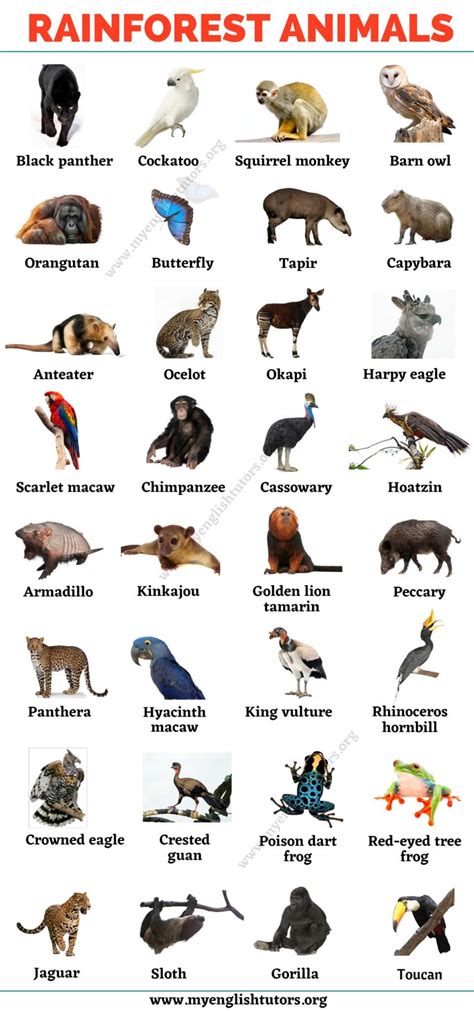 Rare Animals That Live In The Amazon Rainforest - Printable Templates ...