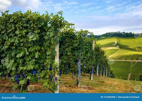 Grapes Of Nebbiolo In The Vineyard Of Barolo Italy Stock Photo - Image ...