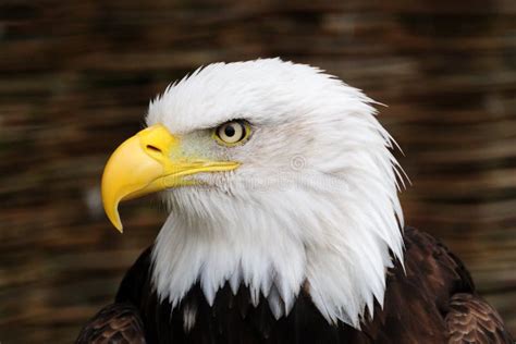 Golden Eagle head, stock image. Image of plumage, american - 9035493