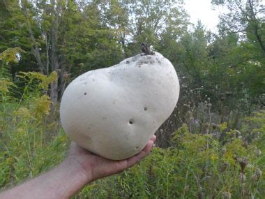 Giant Puffball Identification: Pictures, Habitat, Season & Spore Print ...