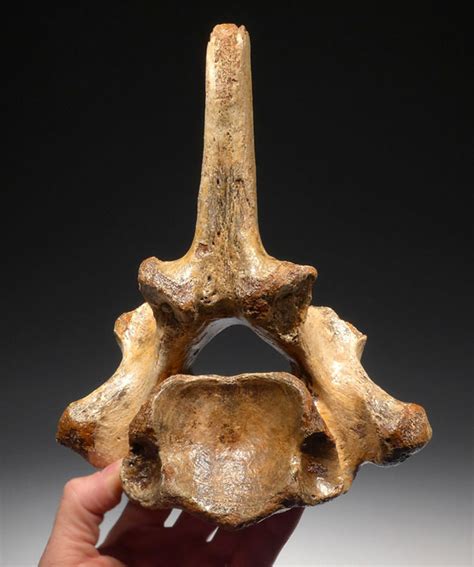 WOOLLY RHINO FOSSIL VERTEBRA RHINOCEROS FOSSILS BONES