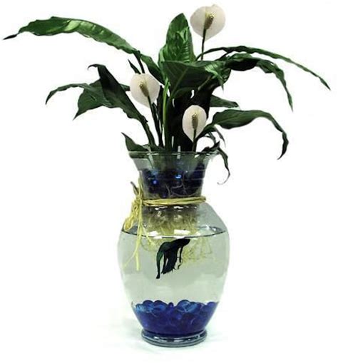 Betta Fish with Green Plant- BlossomFlower.com