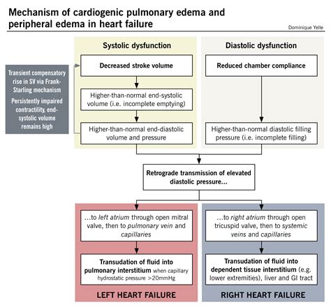 Heart failure – McMaster Pathophysiology Review