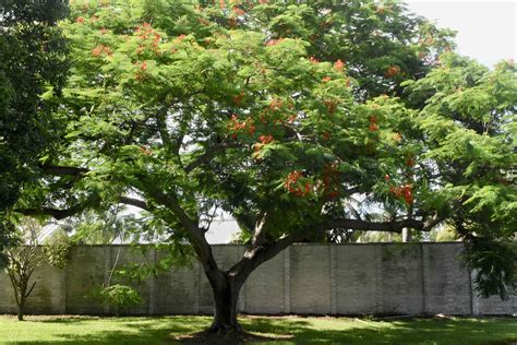 Royal Poinciana