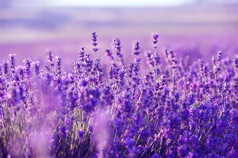 Lavender Computer Wallpapers - Top Free Lavender Computer Backgrounds ...