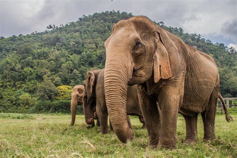 Elephant Tourism Is Way More Complex Than You'd Imagine: The Thailand ...